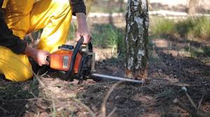 Best Root Management and Removal  in Council Grove, KS