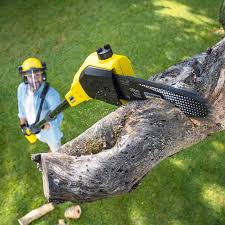Best Fruit Tree Pruning  in Council Grove, KS