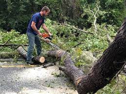 Best Tree Risk Assessment  in Council Grove, KS