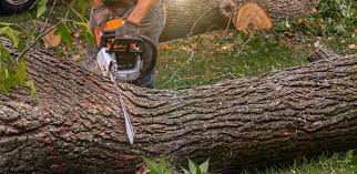 Best Lawn Disease Treatment  in Council Grove, KS