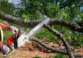 How Our Tree Care Process Works  in  Council Grove, KS