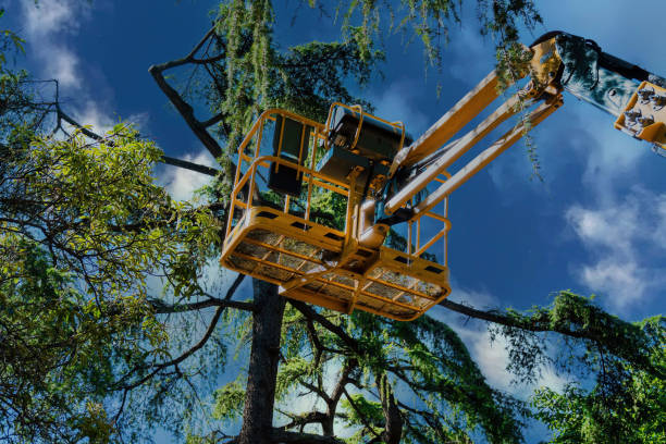 Council Grove, KS Tree Removal Pros
