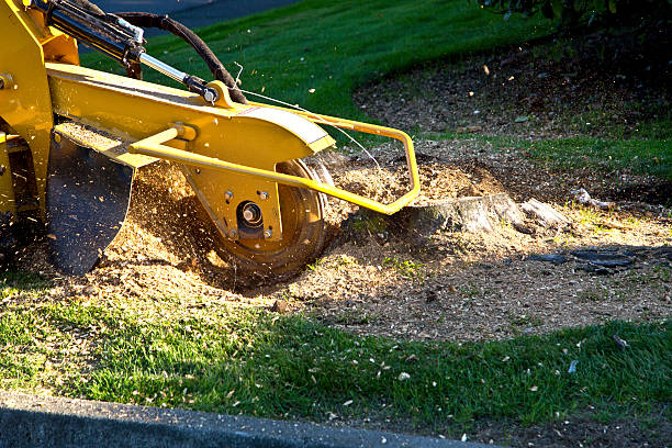 Best Pest Control for Lawns  in Council Grove, KS